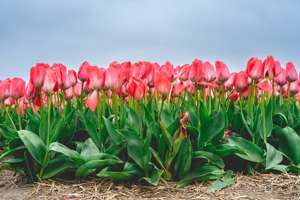 Trouvez le poêle et inserts à bois parfaits pour votre maison