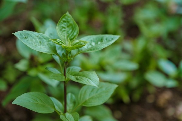 Ecocup personnalisé : l'élégance écologique pour tous vos événements